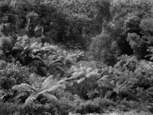 Native bush, Russell, Bay of Islands