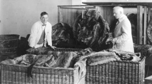 Robson, Edward Thomas, fl 1920s-1940s? : Consignment of 10,000 opossum skins undergoing inspection prior to packing
