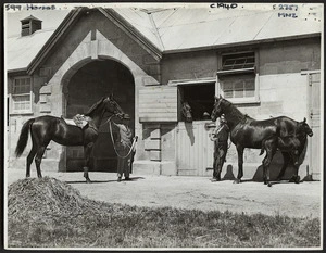 Sire, dam, and sisters of racehorse Phar Lap, Elderslie Stud, near Oamaru - Photograph taken by Green and Hahn