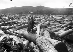 Kauri logs piled up near Coroglen