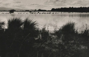 Lake Wairarapa, opening of duck shooting season - Photograph taken by Horace R Maybury