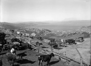 View of Wellington from Fitchett's Farm