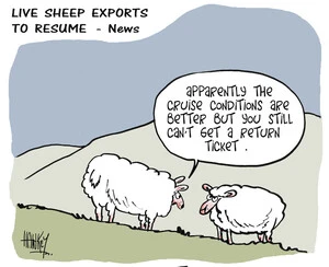 Live sheep exports to resume - News. "Apparently the cruise conditions are better but you still can't get a return ticket" 25 March, 2009