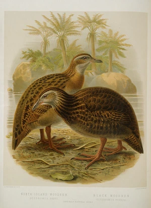 Keulemans, John Gerrard, 1842-1912 :North Island woodhen (ocydromus greyi). Black woodhen (ocydromus fuscus). / J. G. Keulemans delt. & lith. [Plate XXXIV. 1888].