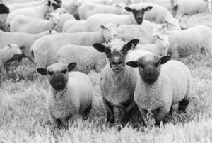 Sheep quarantined on Mana Island, Porirua, New Zealand