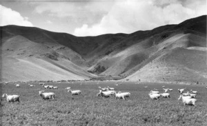 Landscape with shorn sheep