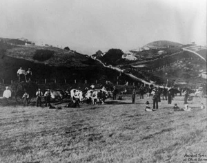Ohiro Farm, Brooklyn, Wellington, shows a group and cattle