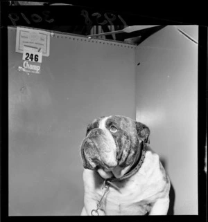 British bulldog, second prize winner at the National Dog show