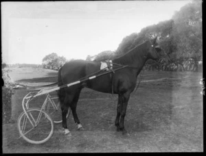 Horse with a trotting sulky, probably Christchurch district