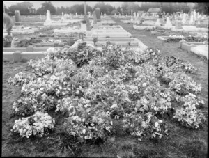 Flowers at an unidentified Cemetery, probably Christchurch district