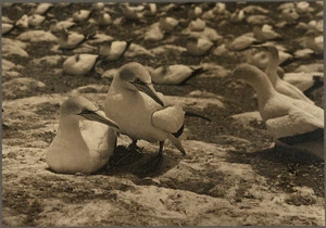 Nesting gannets