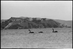 Somes Island, Wellington, and swans