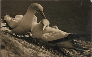 Pair of gannets