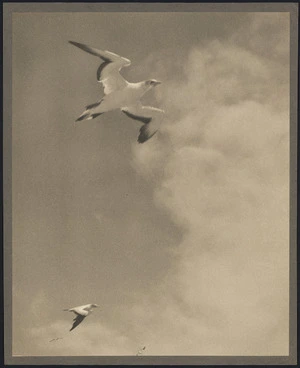 Gannets in flight