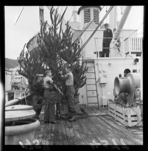 Sailors putting up a Christmas tree on board HMNZS Endeavour