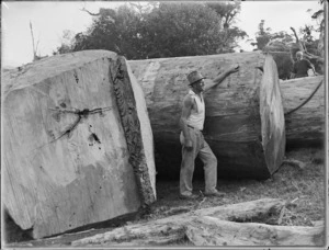 Logs and a timber worker