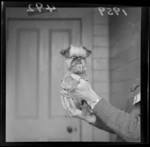 Puppy held in the hands of an unidentified participant at the Champ dog show, Wellington