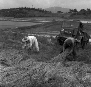 [Sgt W W Downes helping a Korean farmer clear a path through drying rice stalks for a truck of B Platoon]