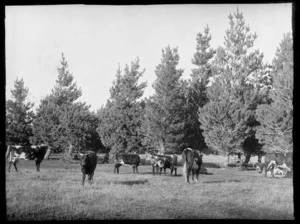 Cattle in a field with wire fence and pine tree windbreak beyond, probably Christchurch region