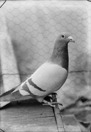 A pigeon in a cage, possibly Christchurch district