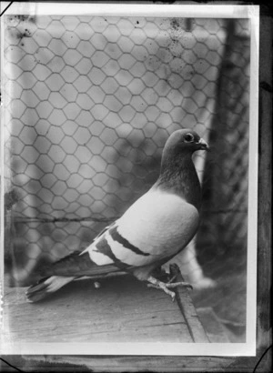 A pigeon in a cage, location unidentified