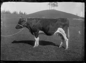 A bull at the Maori Agricultural College, Hastings District