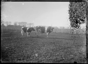 A bull and cow at the Maori Agricultural College, Hastings District