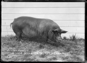 A pig named Busket Queen II at the Maori Agricultural College, Hastings district