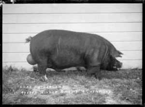 A pig named Lord Sutherland at the Maori Agricultural College, Hastings District