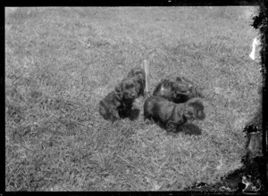 Dog with pups, Maori Agricultural College, Hastings District