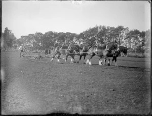 Man with Clydesdale horses pulling a plough in a field, Hawke's Bay District