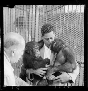 Mr Tomarchin with chimpanzees at Wellington Zoo