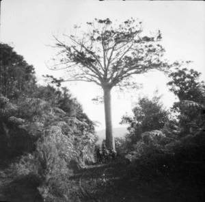 Kauri tree beside road, Piha