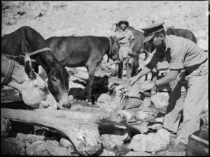 Watering the horses and mules at the end of a day's march in Syria, World War II