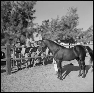 NZ troops looking at arab stallion on visit to Egyptian stables at Heliopolis