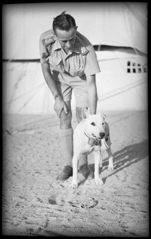 Major, the bull terrier mascot of the Wellington Battalion, Egypt - Photograph taken by H Paton