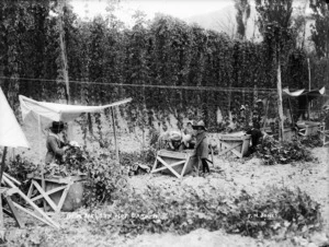 Women and children in a hop garden in Moutere