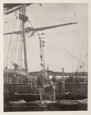 Ship `Helen' of Habart at Stewart Island