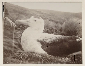 Wandering albatross, Antipodes Islands