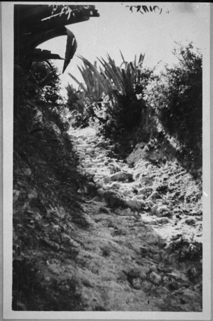 Path to the beach on Crete - Photograph taken by R C Gibson
