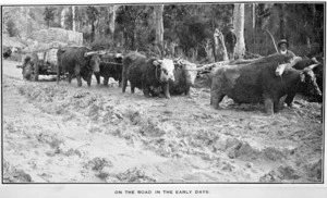 Bullock team pulling a load of flax fibre through mud