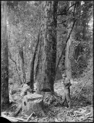 Two timber industry workers felling a totara