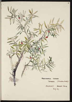 [Holdsworth, Alice Mabel], 1878-1963 :Podocarpus totara (Mountain variety). Egmont, Dawson Falls, Aug [19]37.