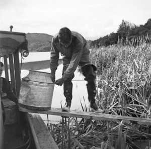 Liberation of fry in Rotorua