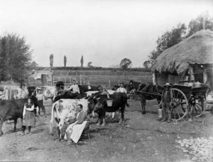 Mattingley, E C :Group alongside dairy cows, Temuka