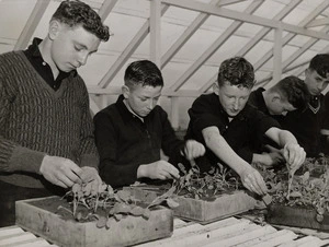 Students from Avondale College, Auckland, planting seedlings during a horticulture class
