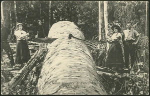 Creator unknown :Photograph of women sawing a kauri log, Northern Wairoa, Hobson County, Northland region, taken by Stallworthy