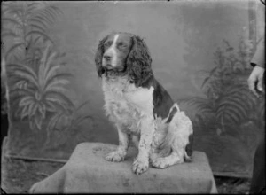Outdoor portrait of spaniel in front of backdrop, probably Christchurch