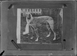 Photograph of print of greyhound dog with scarf around neck - original photographer Brett