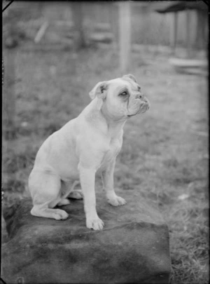 Outdoor portrait of bulldog in garden, probably Christchurch